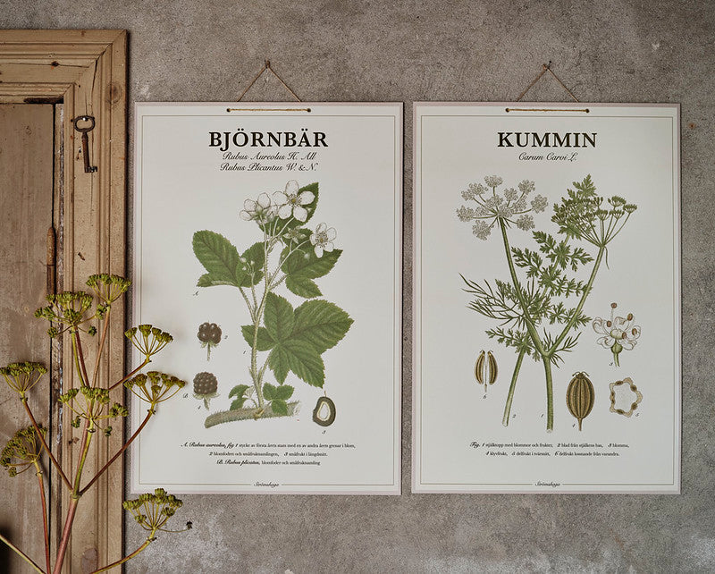 Skolplansch Kummin tillsammans med botaniska planscher i lantlig miljö