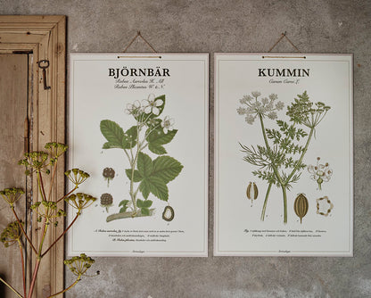Skolplansch Kummin tillsammans med botaniska planscher i lantlig miljö