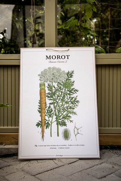 Botanisk skolplansch Morot från Strömshaga i lantlig miljö