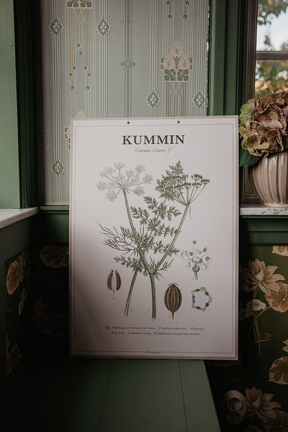 Botanisk skolplansch Kummin från Strömshaga på vägg