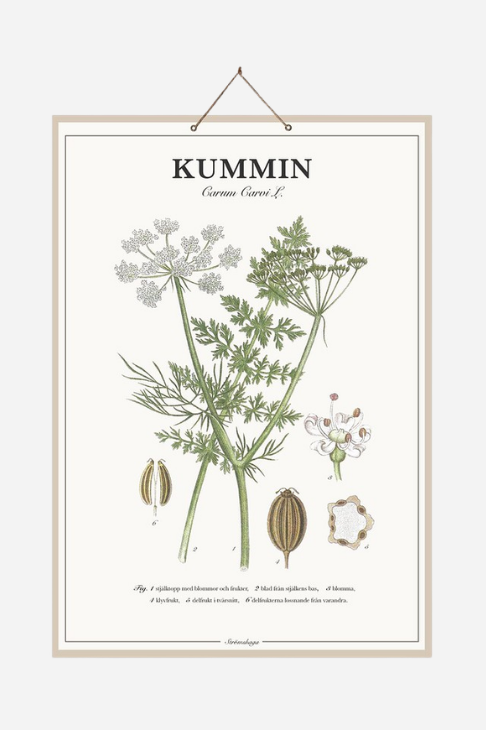 Skolplansch Kummin med botaniskt motiv 44 × 66 cm