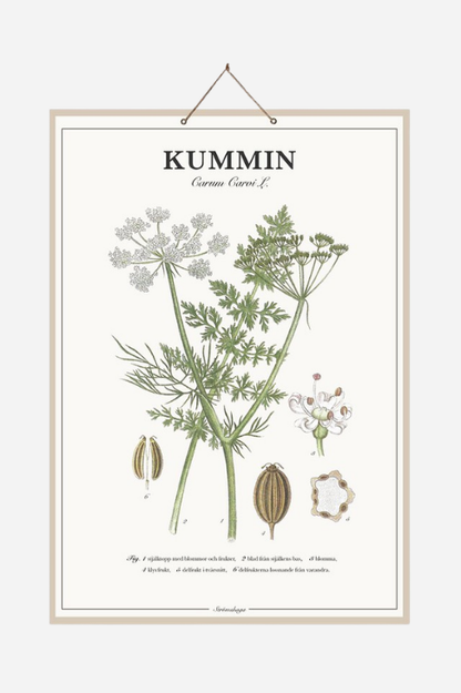 Skolplansch Kummin med botaniskt motiv 44 × 66 cm