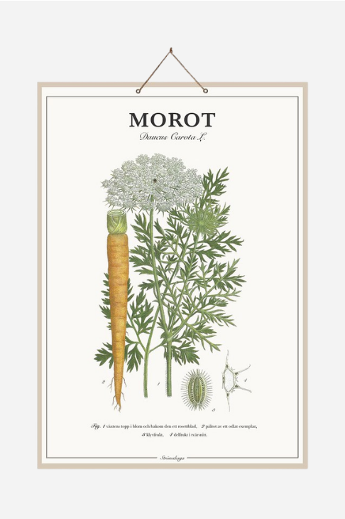 Skolplansch Morot med botaniskt motiv 44 × 66 cm